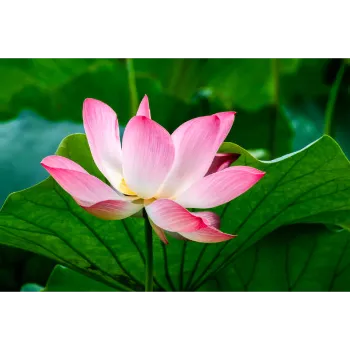   Natural Lilium Plant